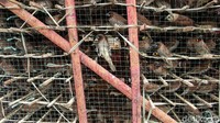 Burung pipit menjadi salah satu hewan yang paling diburu menjelang Imlek. Pasalnya masih ada sejumlah warga keturunan Tionghoa yang melakukan tradisi melepaskan burung pipit atau dikenal juga dengan nama fang sheng. Burung pipit menjadi salah satu hewan yang paling diburu menjelang Imlek. Pasalnya masih ada sejumlah warga keturunan Tionghoa yang melakukan tradisi melepaskan burung pipit atau dikenal juga dengan nama fang sheng.