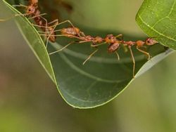 Siapa Sangka Deretan Foto Makro Ini Diambil Pakai Ponsel
