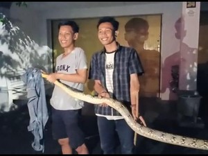 Mak Tratap! Sanca 4 Meter Muncul dari Selokan di Tegal