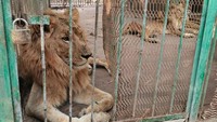 Penampakan memprihatinkan kelima singa di Taman Al Qureshi Khartoum ini lantas diviralkan. (Foto: Osman Salih/Facebook)