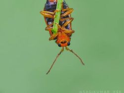 Siapa Sangka Deretan Foto Makro Ini Diambil Pakai Ponsel