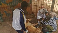 Organisasi FOUR PAWS International bahkan turun tangan untuk merehabilitasi semua hewan, tidak hanya hewan di Taman Qurashi tapi juga diseluruh taman di Sudan. Kisah yang awalnya miris pun jadi hepi, setidaknya sejauh ini. (Foto: Osman Salih/Facebook)