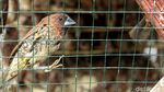 Pedagang Burung Pipit Mulai Gelar Lapak Jelang Imlek
