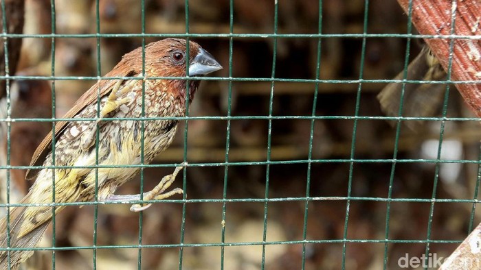 Burung pipit jadi salah satu hewan yang paling dicari menjelang Imlek. Meningkatnya permintaan membuat para pedagang mulai gelar lapak berjualan burung pipit.