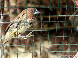 Rencana Basmi Burung Pipit-Anggaran Jaring Rp 140 Juta di Sleman Disorot