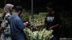 Semerbak Harum Bunga Sedap Malam Jelang Imlek