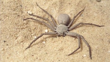 Nomor 5 ada laba-laba Sicarius punya bisa yang merusak kulit, darah dan menyebabkan bengkak. Kelinci bisa mati karena bisanya. Namun laba-laba ini tidak agresif. Dia mengubur diri di tanah dan menunggu mangsa (Wikipedia)