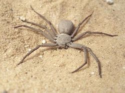 10 Laba-laba Paling Berbisa di Dunia