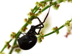 10 Laba-laba Paling Berbisa di Dunia