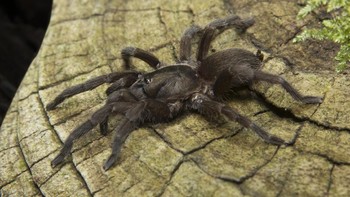 Posisi 8 adalah Tarantula India (Theraphosidae) yang pernah membuat heboh di daerah Assam karena banyak warga digigit dan bengkak-bengkak. Kejadian tahun 2012 menjadikan orang berhati-hati dengan Tarantula India (iStock)
