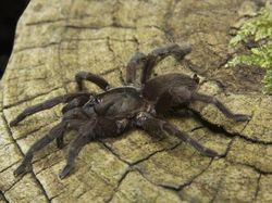 10 Laba-laba Paling Berbisa di Dunia