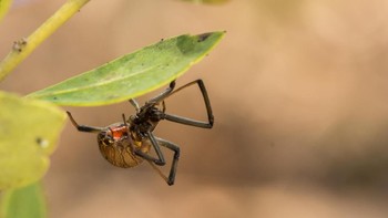 Ranking 9 ada Laba-laba Brown Widow sama bahayanya dengan Black Widow. Bisanya bisa berdampak di sekitar area gigitan dan lapisan kulit di sekitarnya (iStock)