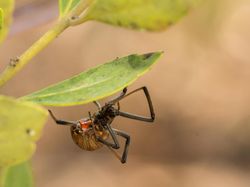 10 Laba-laba Paling Berbisa di Dunia