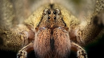 Juara ketiga adalah Brazilian Wandering Spider. Bisanya menyebabkan rasa terbakar, keringatan, gemetar, darah tinggi atau rendah, mual, hipotermia, pandangan kabur dan vertigo. Guinness Book of World Record menyebutnya paling beracun di dunia, tapi bukan yang paling berbahaya karena kalah jumlah korban dengan juara 2 dan 1 (iStock)