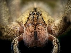 10 Laba-laba Paling Berbisa di Dunia