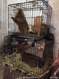 Heboh Virus Corona Wuhan, Pasar Ini Jual Koala dan Tikus untuk Dimakan