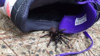 Namun laba-laba funnel-web juga suka membuat rumah di dalam tempat-tempat yang terlindung, teduh, yang selalu sejuk dan lembab. Laba-laba funnel-web sering ditemukan di tempat-tempat lembab seperti cucian (laundry), garasi atau di dalam sepatu yang ditinggal di atas tanah. Foto: Australian Reptile Park via abc.net.au
