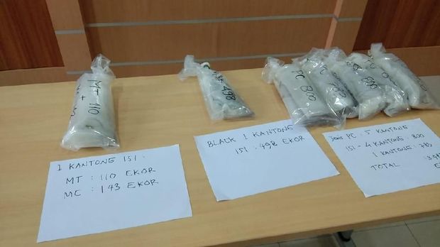 Penyelundupan Ribuan Benih Lobster Rp 2,5 M Digagalkan Bea Cukai Palembang