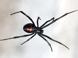 10 Laba-laba Paling Berbisa di Dunia