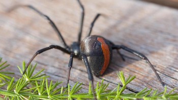 Juara dua adalah Laba-laba Punggung Merah Australia. Redback Spider (Latrodectus hasseltii) makan korban 10.000 orang tiap tahun. Bayi bisa meninggal kalau digigit, sedangkan orang dewasa bisa pusing, muntah, sakit dada dan perut, serta hipertensi (iStock)