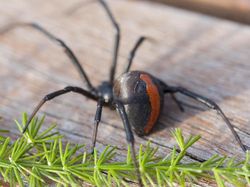 10 Laba-laba Paling Berbisa di Dunia