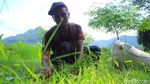 Ini Lho Alternatif Pakan Murah untuk Hewan Ternak