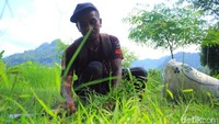 Dalam sehari Asep dapat mengumpulkan rumput liar sebanyak dua karung.
