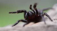 Ada lebih dari 30 spesies laba-laba funnel-web di dunia, namun spesies laba-laba funnel-web Sydney atau yang memiliki nama Latin atrax robustus memegang Rekor Dunia untuk laba-laba paling beracun di dunia. Laba-laba jenis ini dikenal memiliki bisa yang sangat beracun dan beraksi cepat, yang bisa membunuh manusia. Foto: Australian Reptile Park