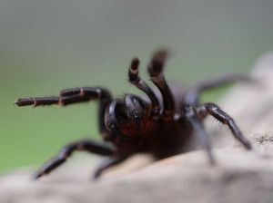 Penampakan Laba-laba Paling Beracun yang Mengancam Australia