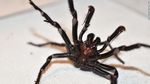 Penampakan Laba-laba Paling Beracun yang Mengancam Australia