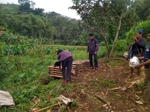 Kala Suku Baduy Turun Tangan Atasi Serbuan Monyet di Kuningan