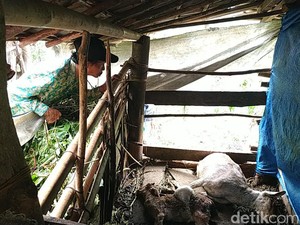 Tambah 3 Lagi, Total Ada 54 Ekor Kambing di Pacitan yang Mati Misterius