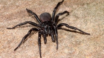 Sang juara yang meraih gelar laba-laba paling berbahaya di dunia adalah Sydney Funnel Web Spider atau laba-laba berjaring cerobong dari Sydney, Australia. Ia membuat sarang berbentuk corong. Bisanya terdiri dari 40 protein racun yang merusak syaraf dan bisa mematikan manusia. Untungnya antivenom sudah tersedia di semua rumah sakit Australia (iStock)