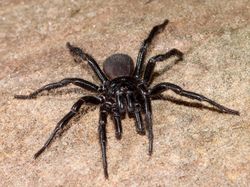 10 Laba-laba Paling Berbisa di Dunia