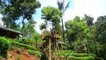 Foto: Kebun Teh nan Instagramable di Sumedang