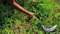 Asep memotong rumput dengan arit.