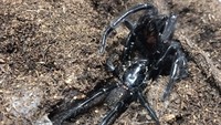 Spesies laba-laba funnel-web Sydney hanya bisa ditemukan di wilayah Sydney dan sekitarnya, tepatnya di area hutan yang lembab di pantai utara dan di Dataran Tinggi Woronora di selatan. Foto: Australian Reptile Park via abc.net.au
