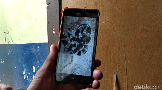 Ular weling yang mematuk bocah di Bandung.