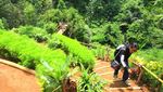 Foto: Kebun Teh nan Instagramable di Sumedang
