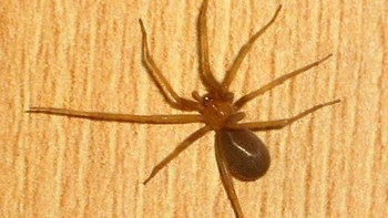 Ranking 4 adalah Laba-laba Pertapa Chile (Chilean Recluse Spider). Dia adalah laba-laba pertapa paling berbisa. Gigitannya menyebabkan iritasi sampai kulit mati dan meningalkan bekas. Potensi kematian pada manusia 3-4% saja.