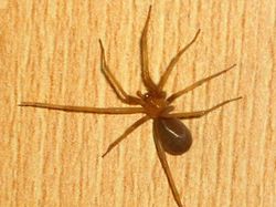 10 Laba-laba Paling Berbisa di Dunia