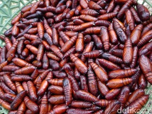 Gurih Banget! Ungker, Makanan Ekstrem dari Blora yang Diburu Orang