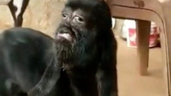 Kalau ini India, seorang petani yang melihat dan menemukan kambing ini serasa tak percaya menyaksikan salah satu kambingnya melahirkan anak mutan karena wajahnya mirip dengan bayi manusia. Setelah salah satu kambingnya melahirkan anak seperti bayi manusia, berita langsung menyebar ke seluruh desa dan foto-foto bayi kambing yang malang itu viral dibagikan secara online. Hal ini tentu menggemparkan desa, karena di India ada kepercayaan bahwa kelahiran hewan cacat merupakan pertanda buruk atau nasib buruk dari Dewa. Foto: (Jam Press)