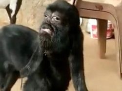 Potret 5 Hewan Ini Disebut Berwajah Mirip Manusia, Percaya Nggak?