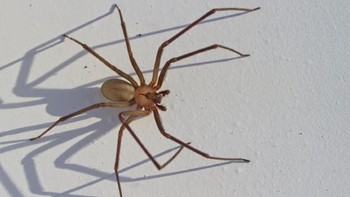 Laba-laba Pertapa Coklat (Brown recluse spider) punya badan seperti biola. Gigitannya menyebabkan bengkak dan kulit menggelap. Sebuah sekolah di Pennsylvania pernah ditutup gegara penemuan sarang laba-laba ini di dalam sekolah. Dia ada di ranking 6 paling berbahaya.
