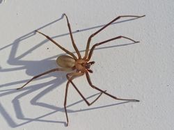 10 Laba-laba Paling Berbisa di Dunia