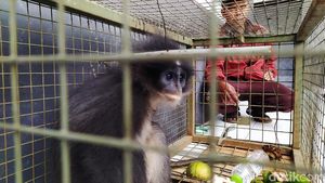 5 Tempat Ini Punya Hewan Langka Berwajah Imut