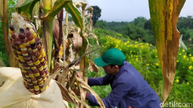 Panen jagung 'pelangi' di Cianjur.