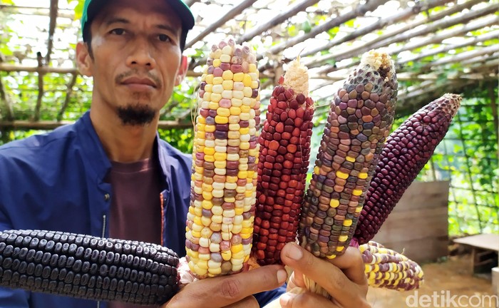 Warna-warni Jagung 'Pelangi' Khas Cianjur