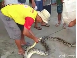Warga Blitar Tangkap Sanca Pemangsa Ternak Lagi, Panjangnya 5 Meter